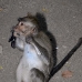 monkey_macaque_balinese_mf_ubud_v_1397_bal5118.jpg